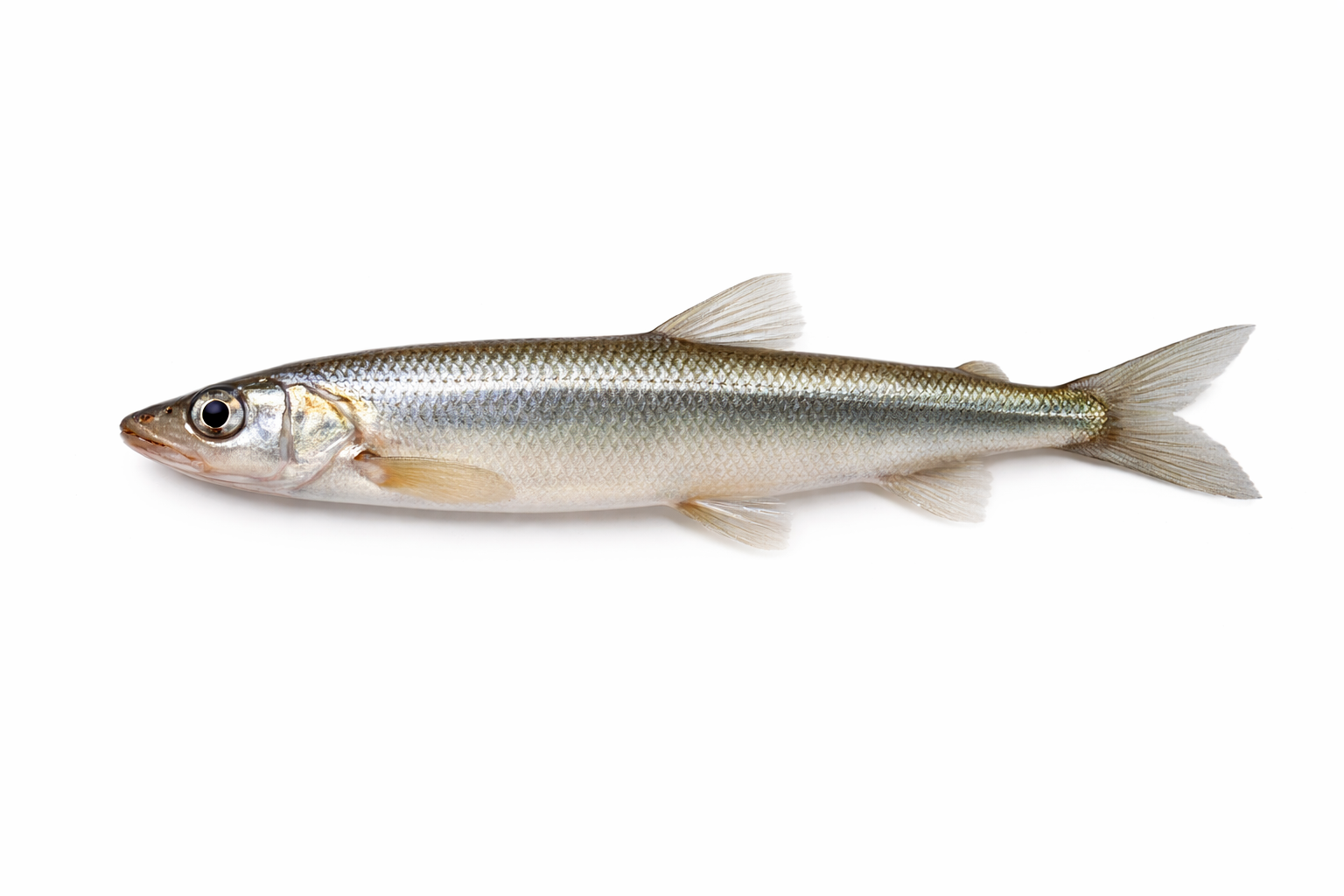 ӈабтеня халя