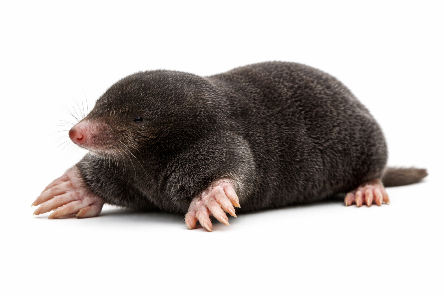 сэвсяда пися