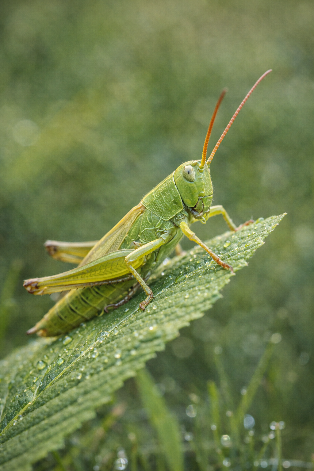 ям' хабтабада