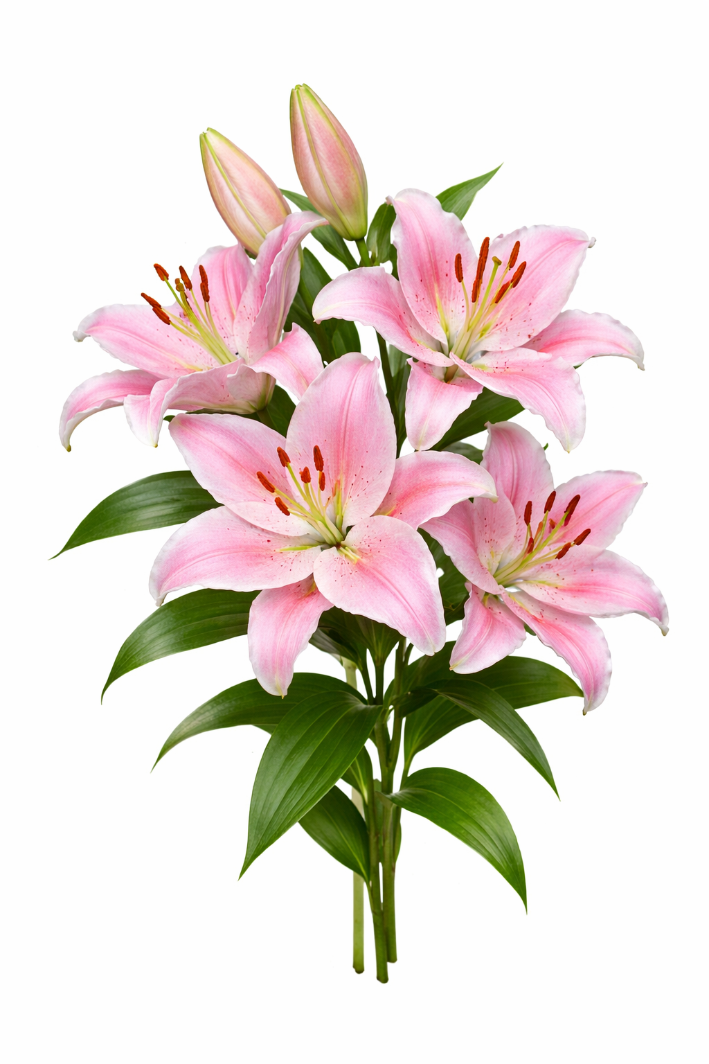 ӈамдэд” тэнз¹